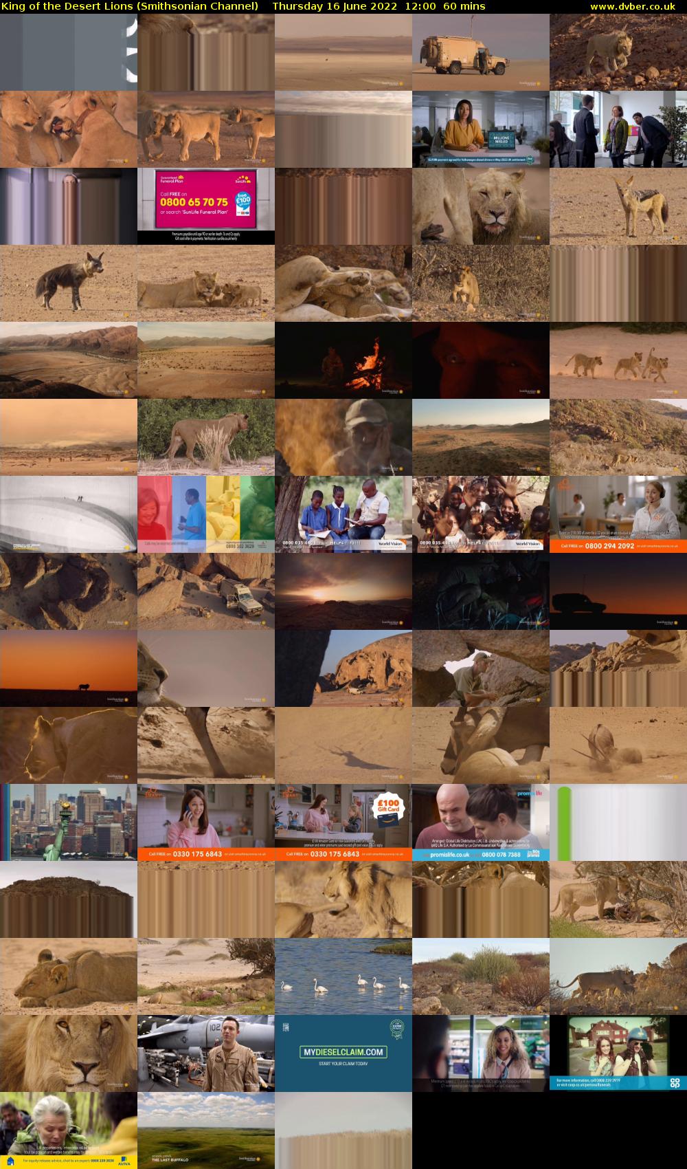 King of the Desert Lions (Smithsonian Channel) Thursday 16 June 2022 12:00 - 13:00