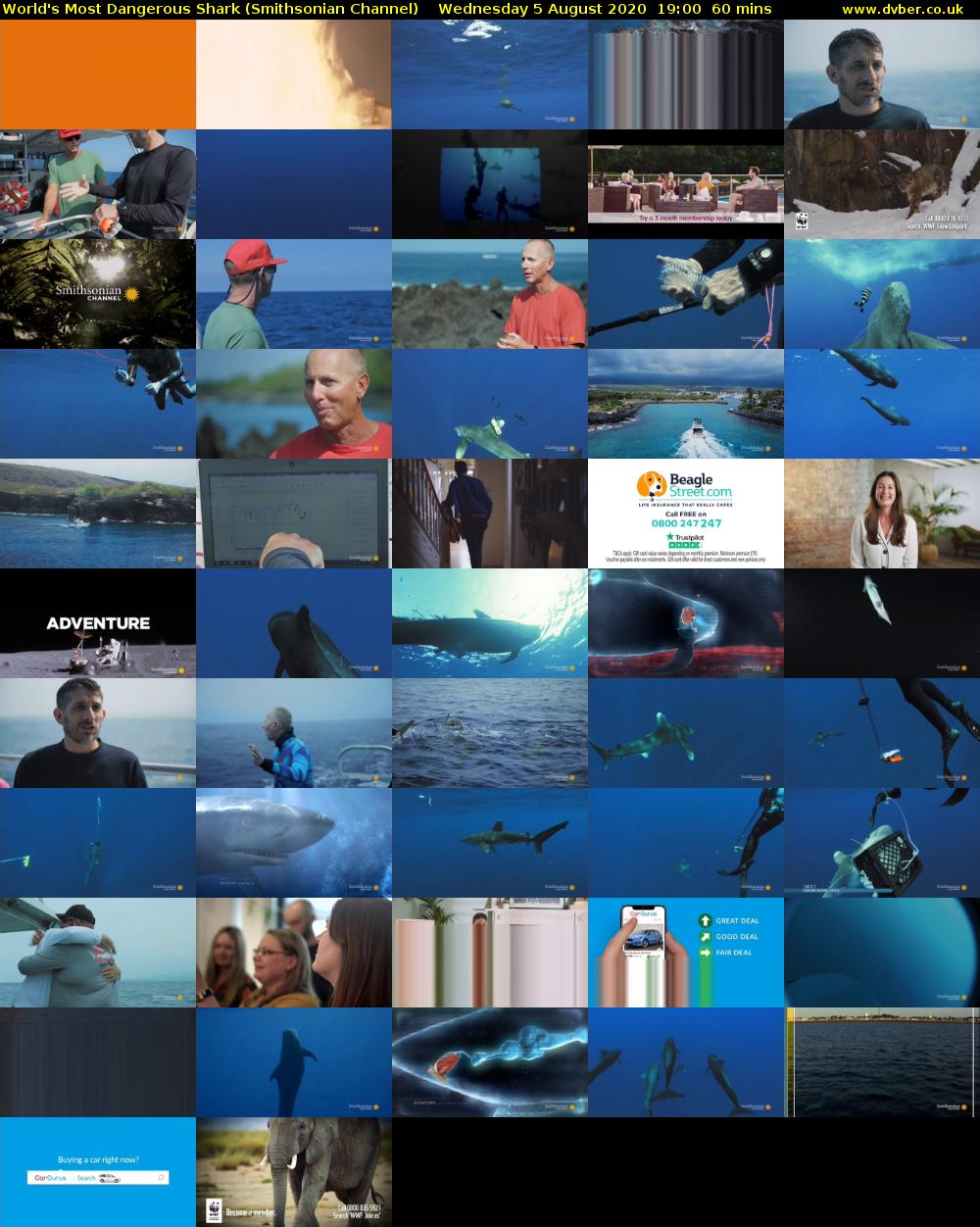 World's Most Dangerous Shark (Smithsonian Channel) Wednesday 5 August 2020 19:00 - 20:00