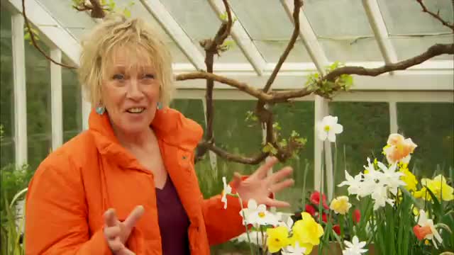 Carol Klein talks about Daffodils