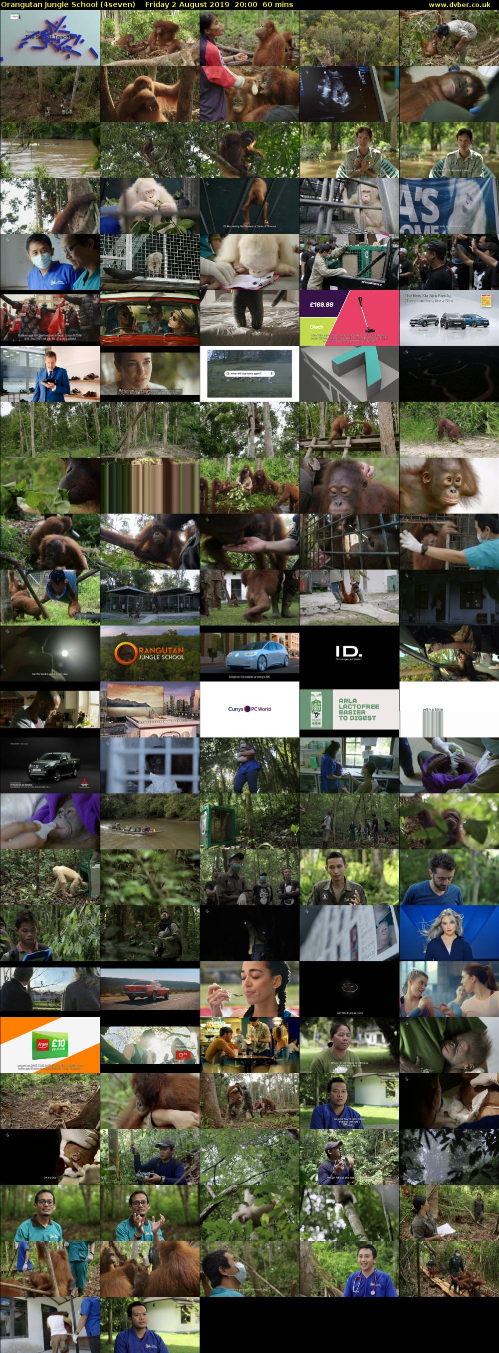 Orangutan Jungle School (4seven) Friday 2 August 2019 20:00 - 21:00