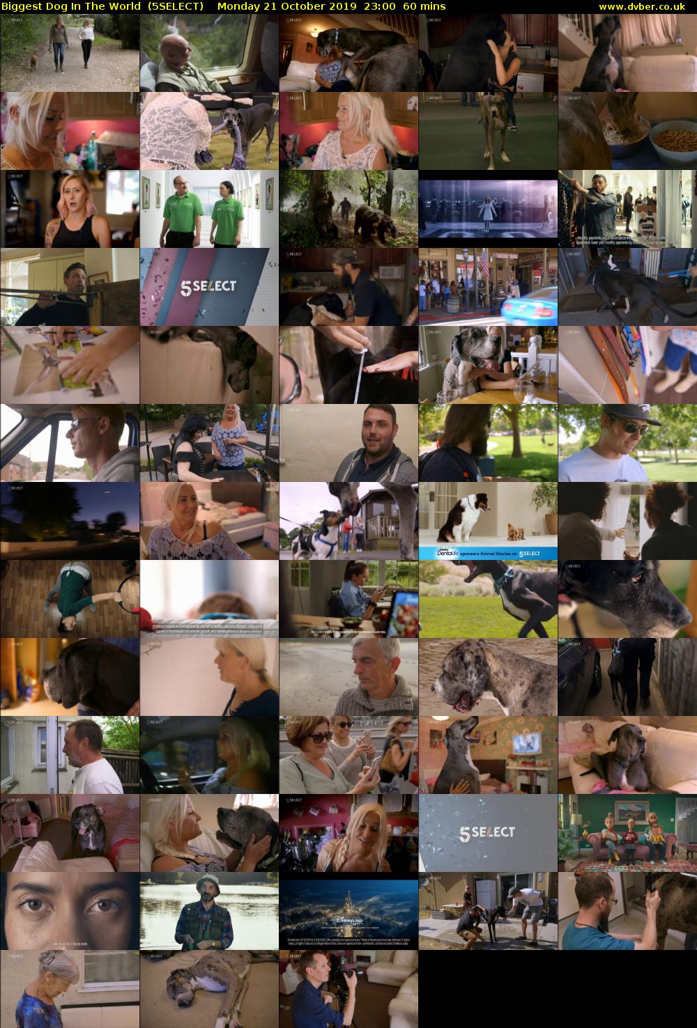 Biggest Dog In The World  (5SELECT) Monday 21 October 2019 23:00 - 00:00
