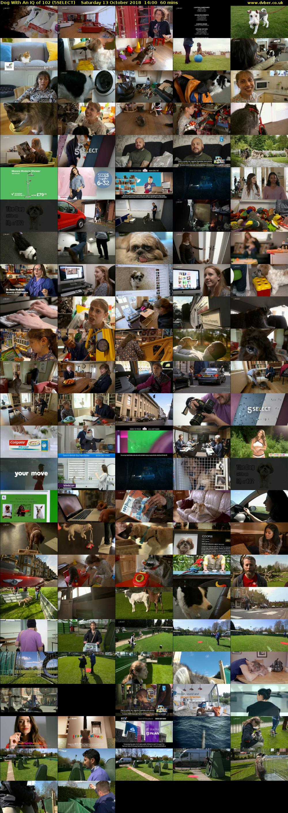 Dog With An IQ of 102 (5SELECT) Saturday 13 October 2018 14:00 - 15:00