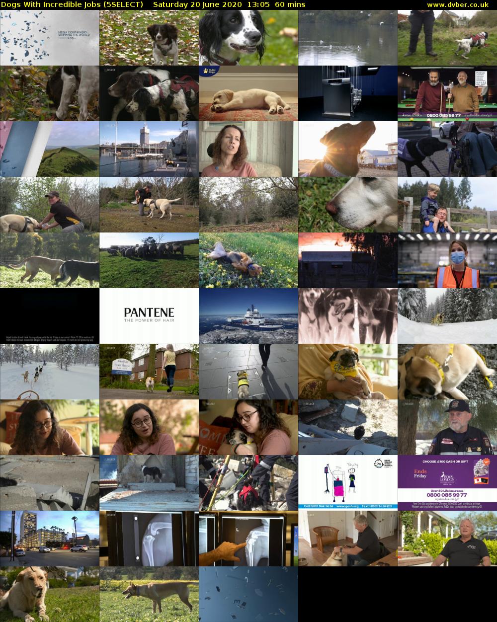 Dogs With Incredible Jobs (5SELECT) Saturday 20 June 2020 13:05 - 14:05
