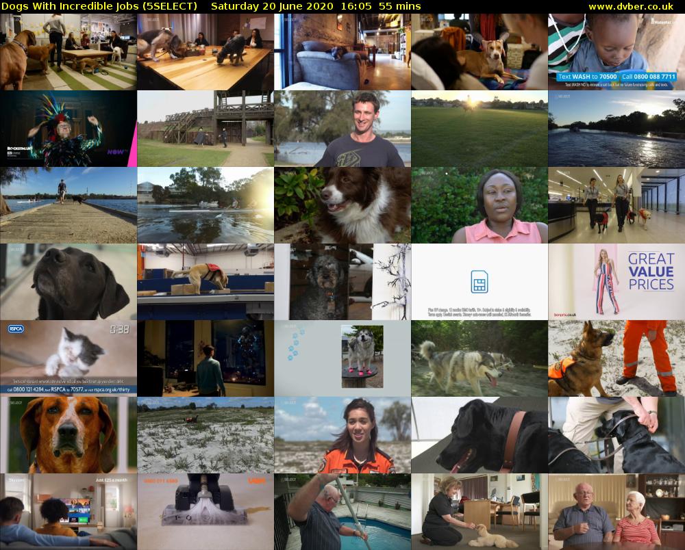 Dogs With Incredible Jobs (5SELECT) Saturday 20 June 2020 16:05 - 17:00