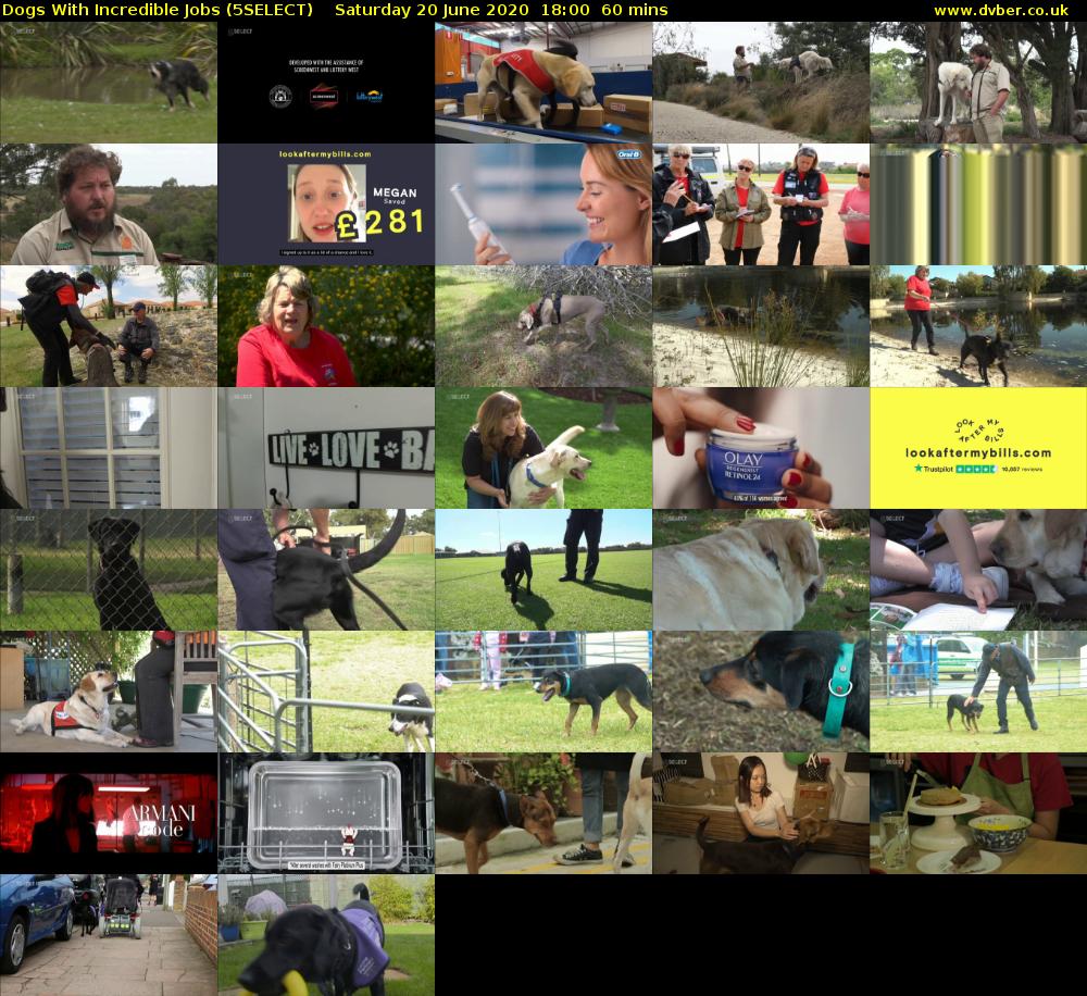 Dogs With Incredible Jobs (5SELECT) Saturday 20 June 2020 18:00 - 19:00