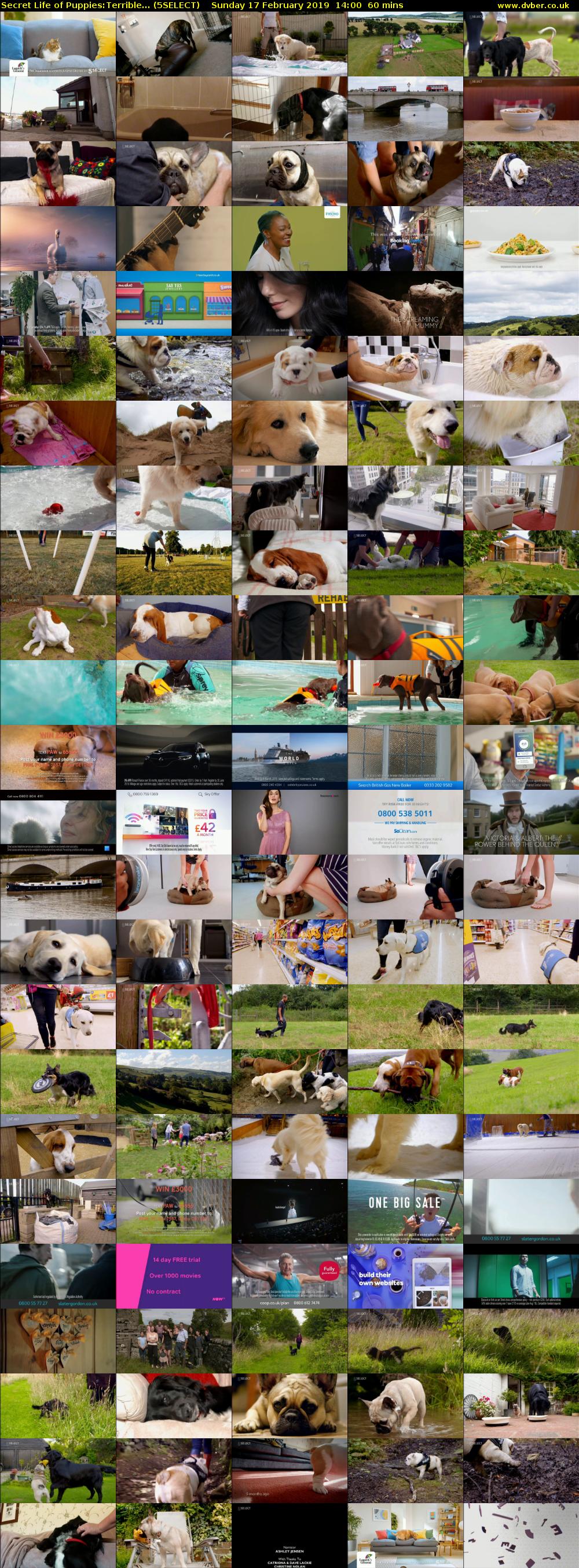 Secret Life of Puppies:Terrible... (5SELECT) Sunday 17 February 2019 14:00 - 15:00