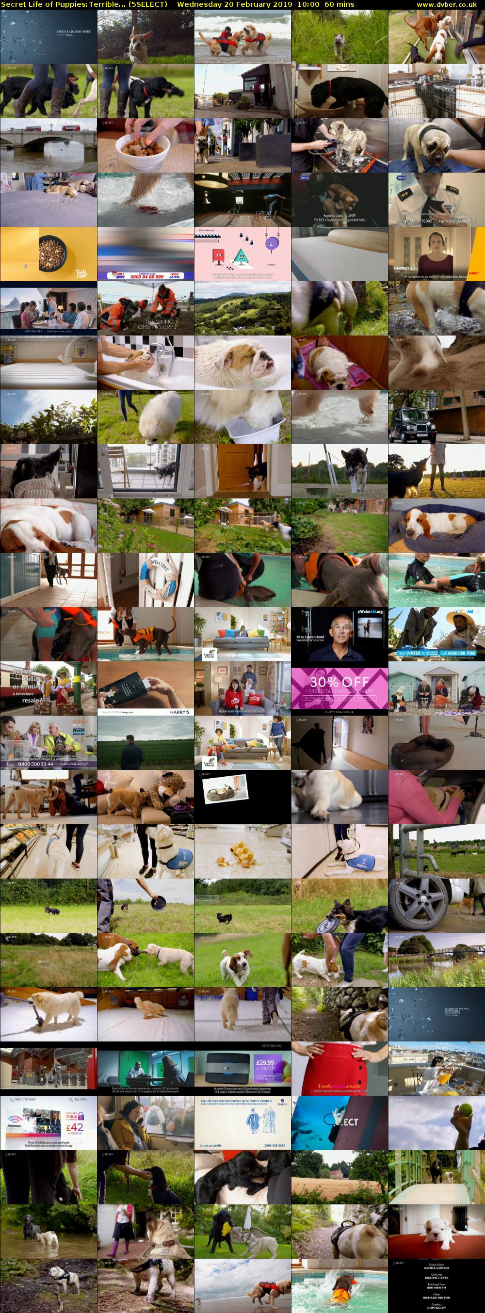Secret Life of Puppies:Terrible... (5SELECT) Wednesday 20 February 2019 10:00 - 11:00
