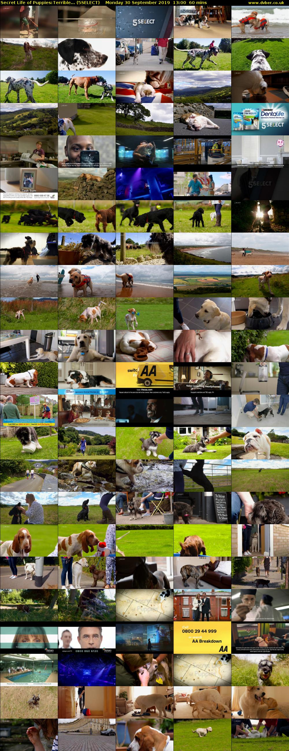 Secret Life of Puppies:Terrible... (5SELECT) Monday 30 September 2019 13:00 - 14:00