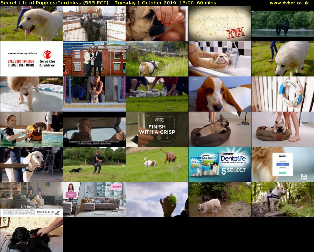 Secret Life of Puppies:Terrible... (5SELECT) Tuesday 1 October 2019 13:00 - 14:00