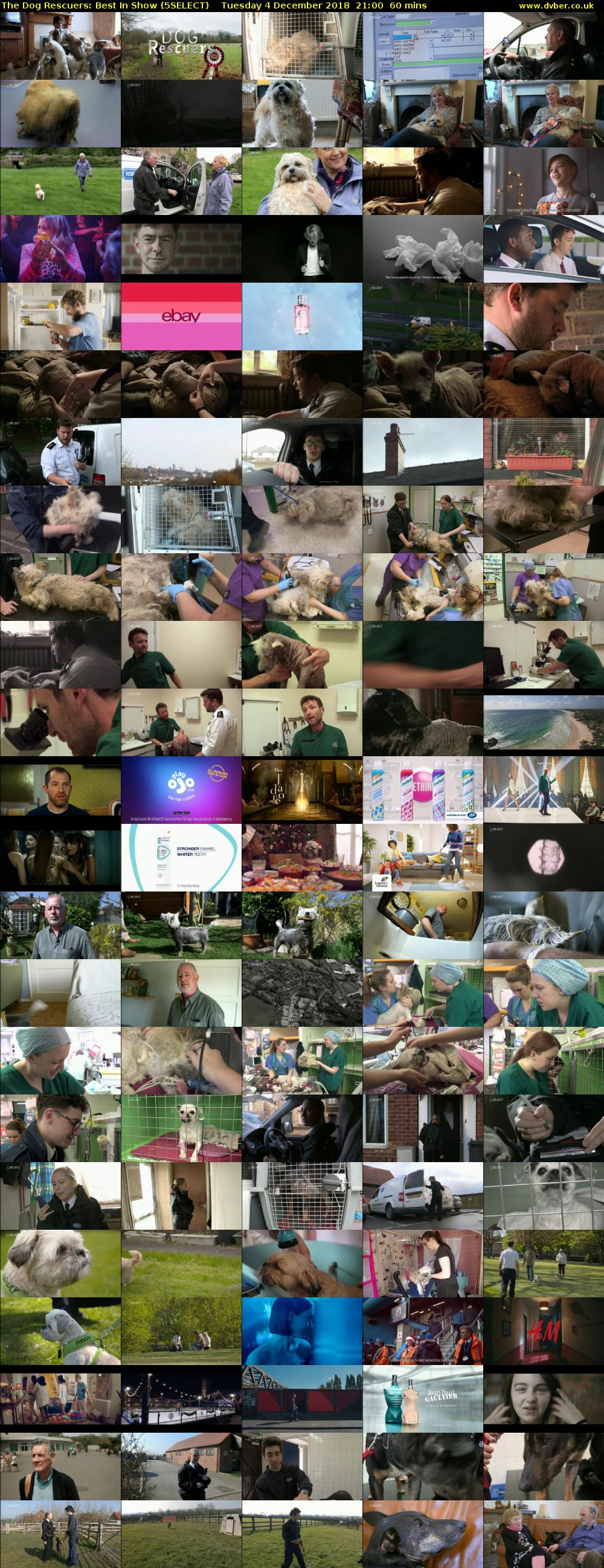 The Dog Rescuers: Best In Show (5SELECT) Tuesday 4 December 2018 21:00 - 22:00