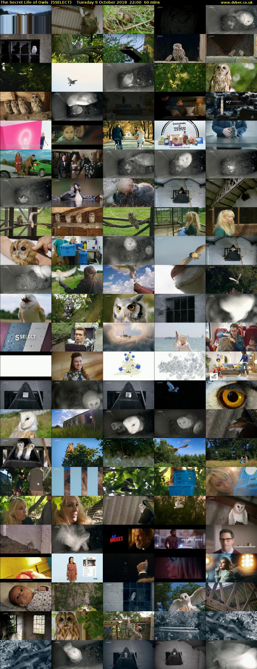 The Secret Life of Owls  (5SELECT) Tuesday 9 October 2018 22:00 - 23:00