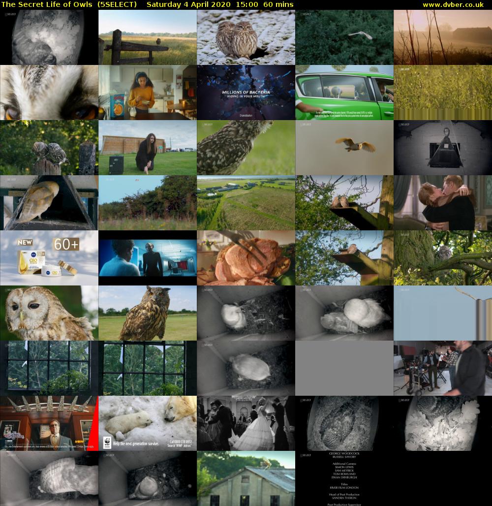 The Secret Life of Owls  (5SELECT) Saturday 4 April 2020 15:00 - 16:00