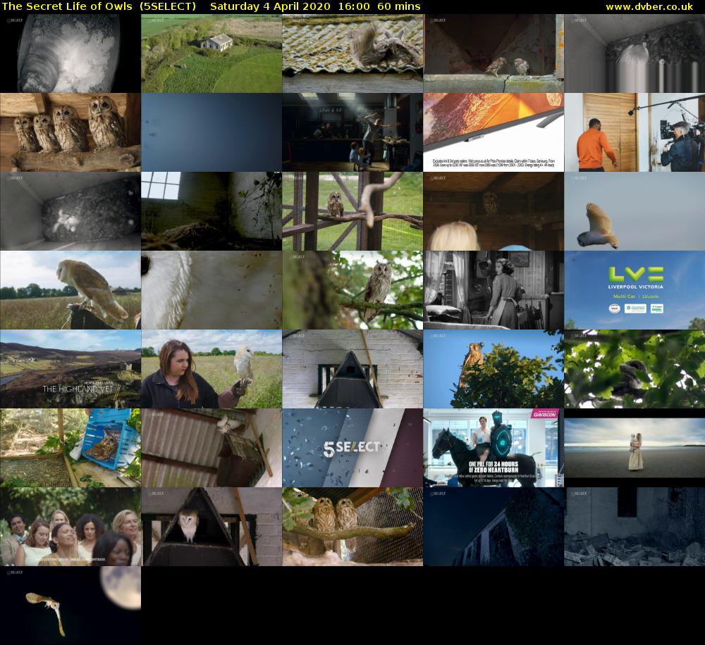 The Secret Life of Owls  (5SELECT) Saturday 4 April 2020 16:00 - 17:00