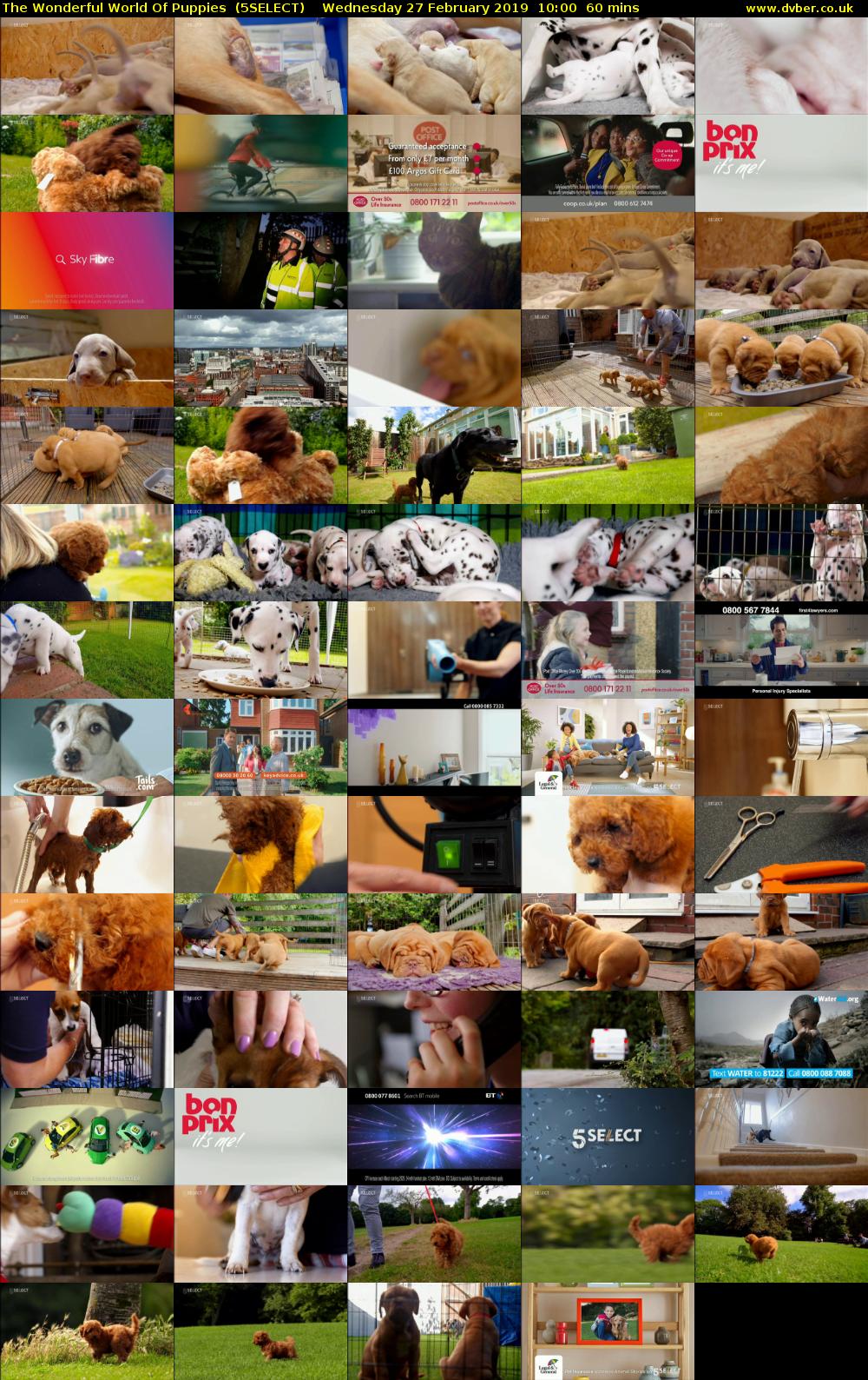 The Wonderful World Of Puppies  (5SELECT) Wednesday 27 February 2019 10:00 - 11:00