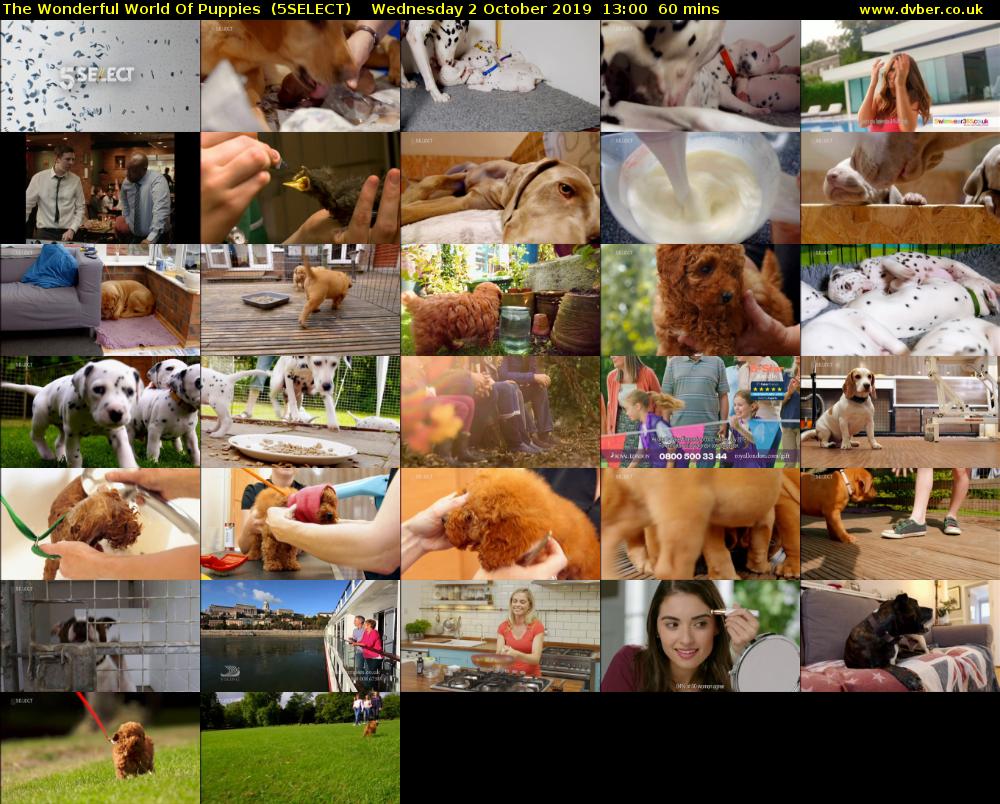 The Wonderful World Of Puppies  (5SELECT) Wednesday 2 October 2019 13:00 - 14:00