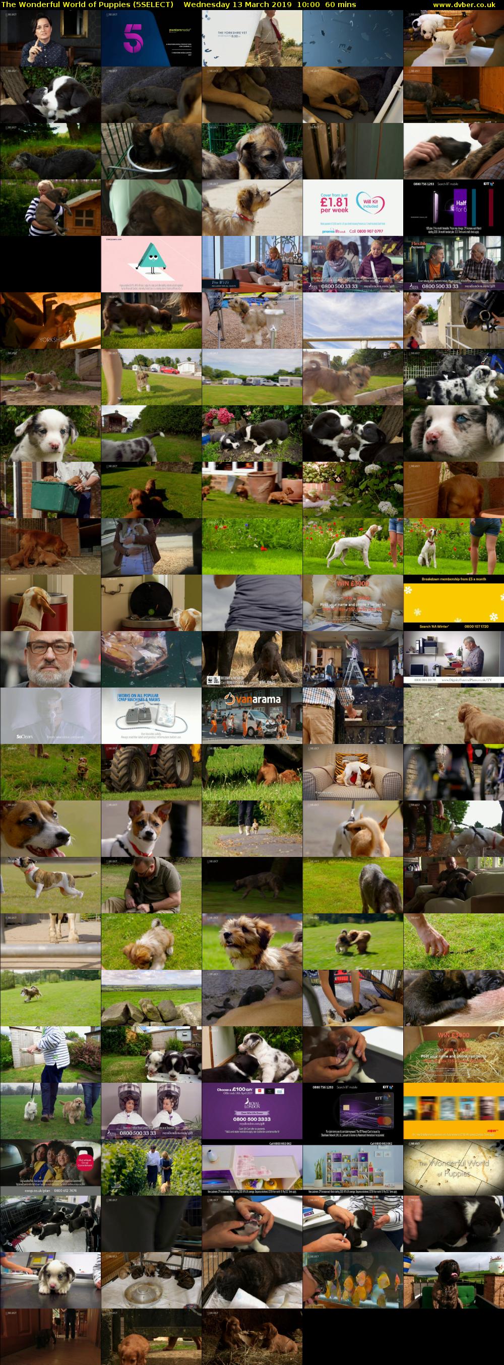 The Wonderful World of Puppies (5SELECT) Wednesday 13 March 2019 10:00 - 11:00