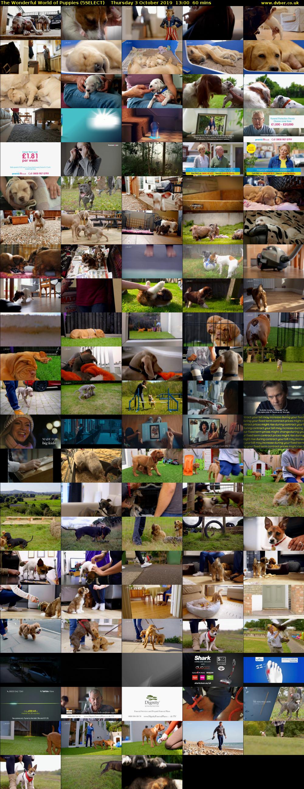 The Wonderful World of Puppies (5SELECT) Thursday 3 October 2019 13:00 - 14:00