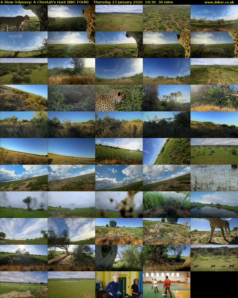 A Slow Odyssey: A Cheetah's Hunt (BBC FOUR) Thursday 23 January 2020 19:30 - 20:00