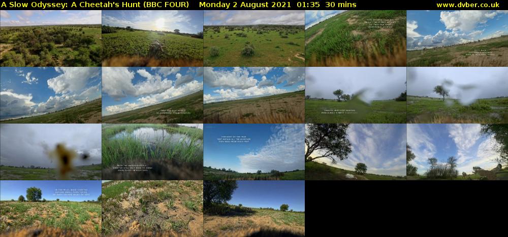 A Slow Odyssey: A Cheetah's Hunt (BBC FOUR) Monday 2 August 2021 01:35 - 02:05