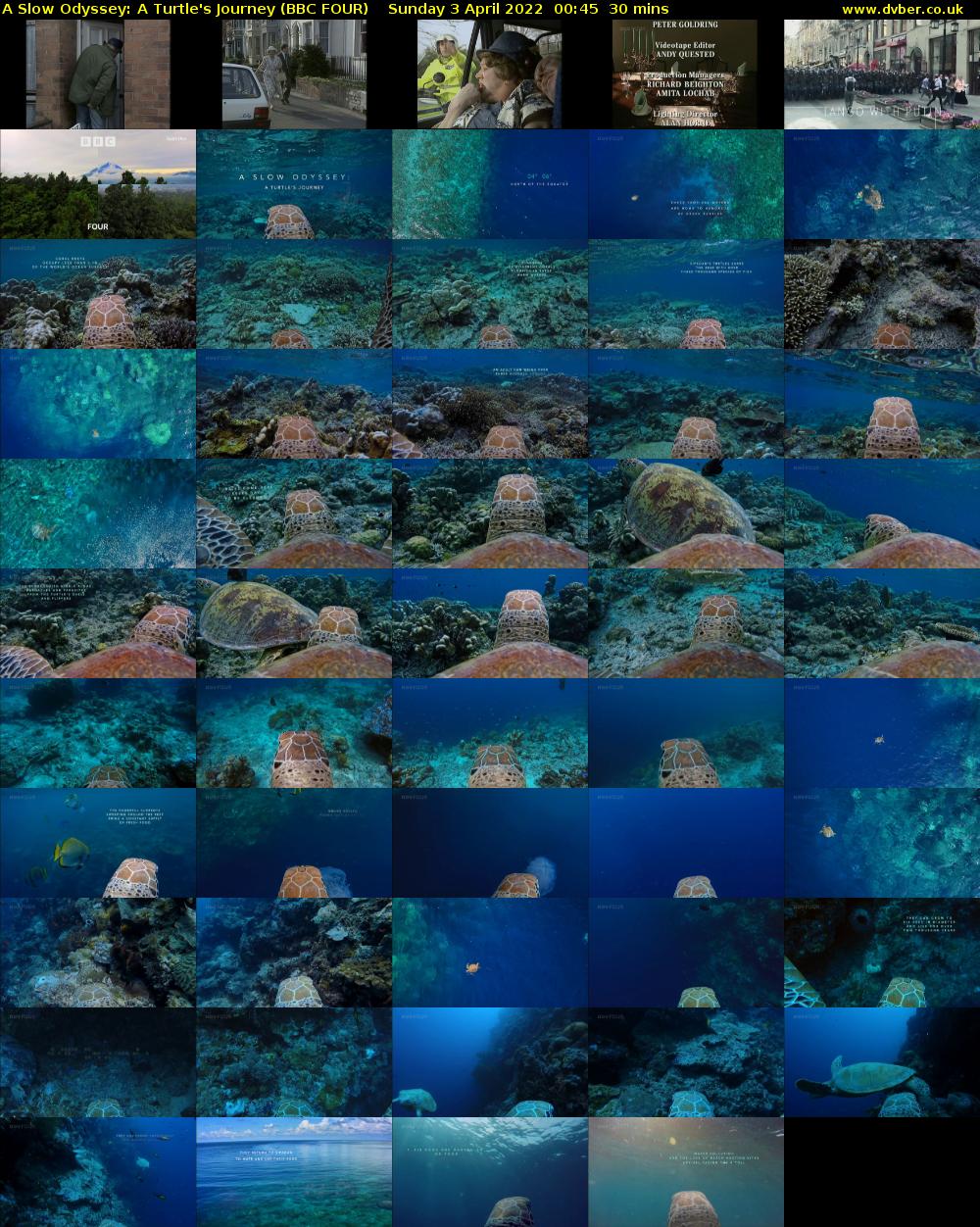 A Slow Odyssey: A Turtle's Journey (BBC FOUR) Sunday 3 April 2022 00:45 - 01:15
