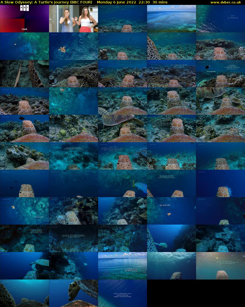 A Slow Odyssey: A Turtle's Journey (BBC FOUR) Monday 6 June 2022 22:30 - 23:00