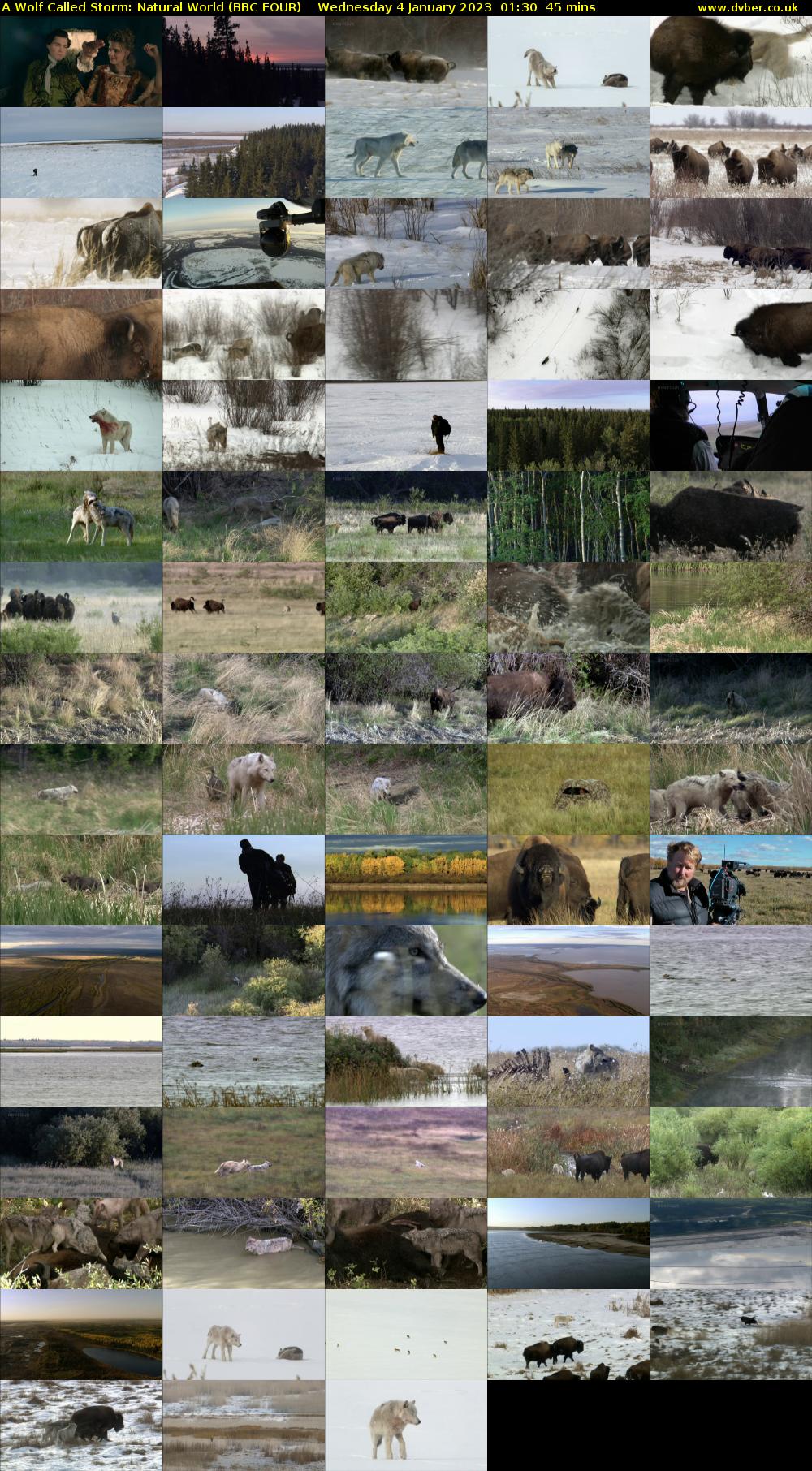 A Wolf Called Storm: Natural World (BBC FOUR) Wednesday 4 January 2023 01:30 - 02:15