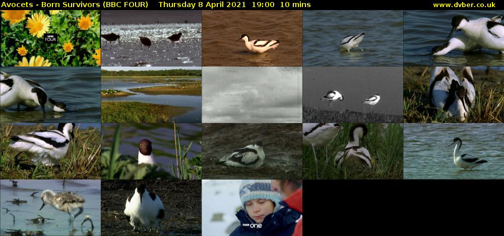 Avocets - Born Survivors (BBC FOUR) Thursday 8 April 2021 19:00 - 19:10