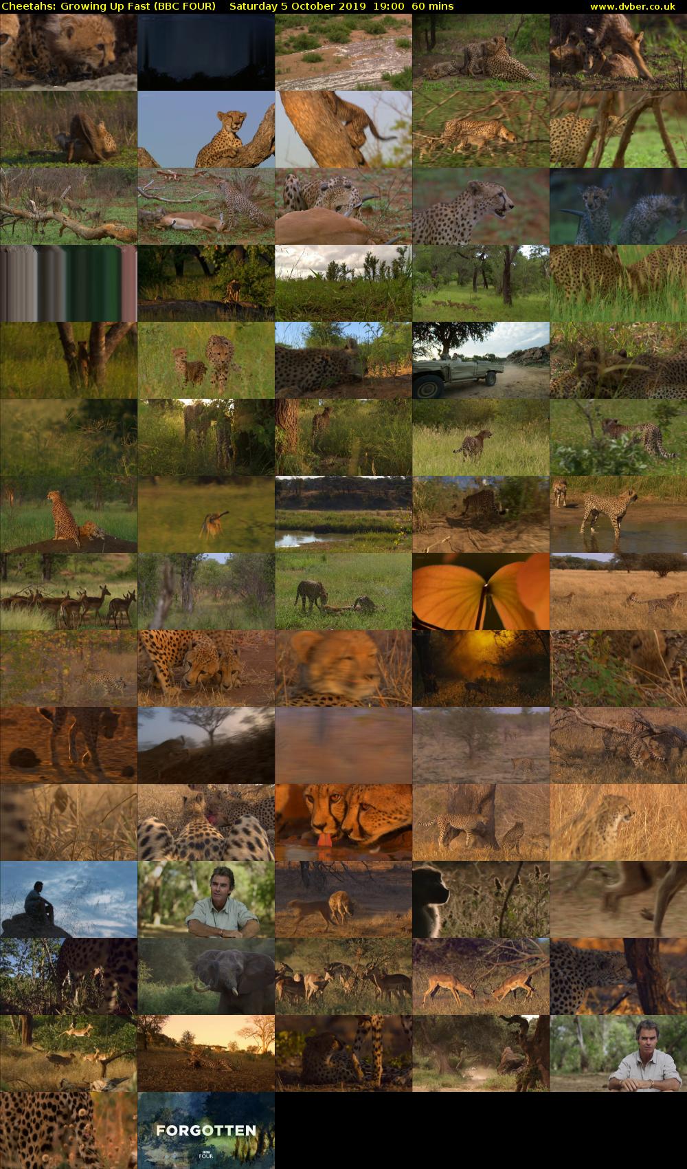 Cheetahs: Growing Up Fast (BBC FOUR) Saturday 5 October 2019 19:00 - 20:00