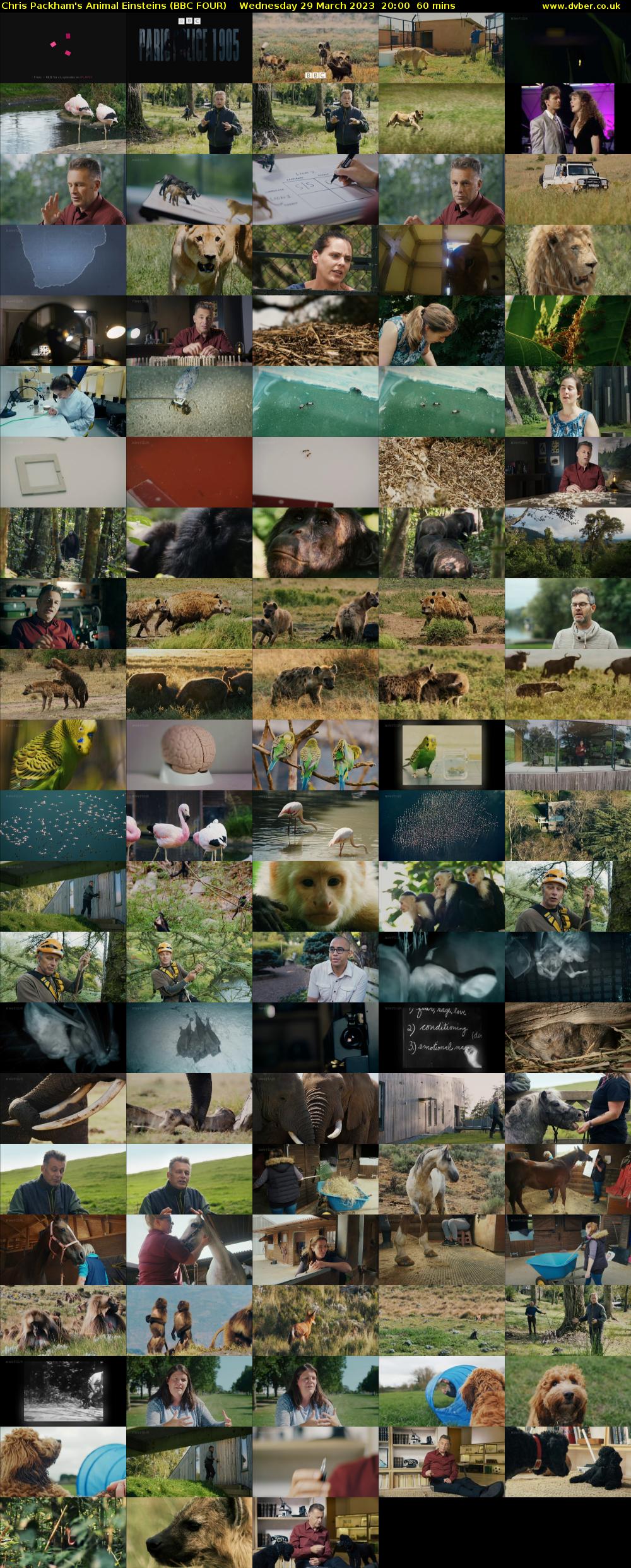 Chris Packham's Animal Einsteins (BBC FOUR) Wednesday 29 March 2023 20:00 - 21:00