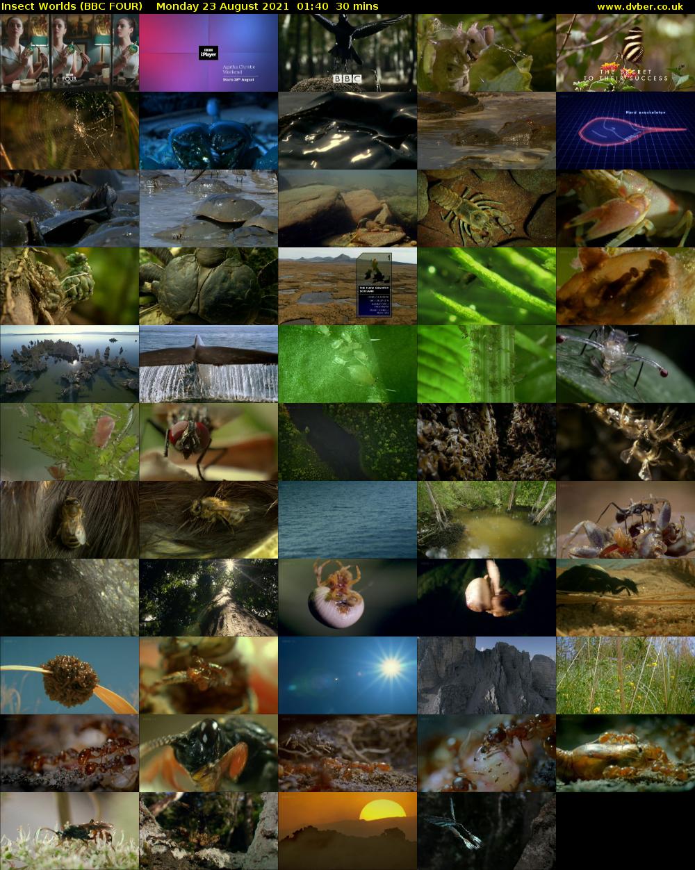 Insect Worlds (BBC FOUR) Monday 23 August 2021 01:40 - 02:10