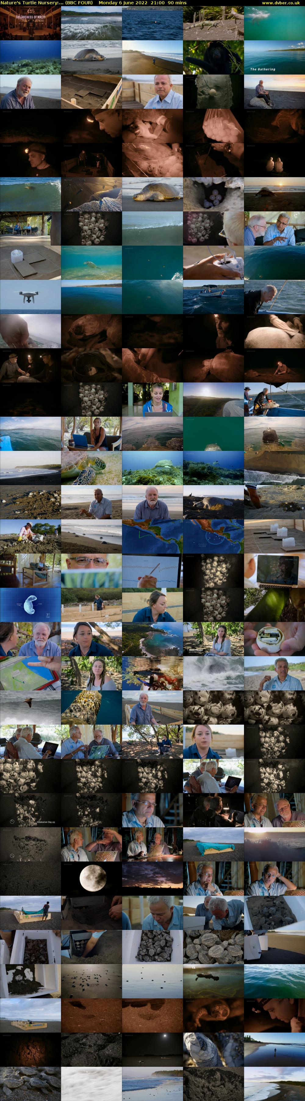Nature's Turtle Nursery:... (BBC FOUR) Monday 6 June 2022 21:00 - 22:30