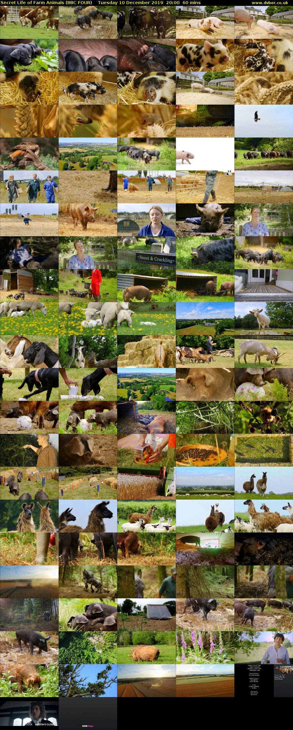 Secret Life of Farm Animals (BBC FOUR) Tuesday 10 December 2019 20:00 - 21:00