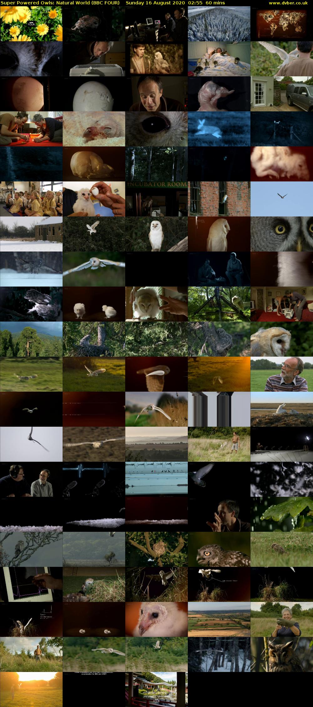 Super Powered Owls: Natural World (BBC FOUR) Sunday 16 August 2020 02:55 - 03:55