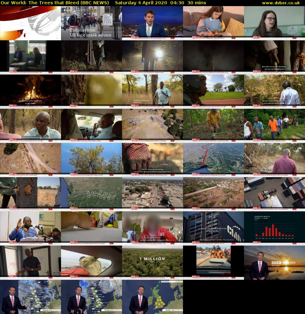 Our World: The Trees that Bleed (BBC NEWS) Saturday 4 April 2020 04:30 - 05:00