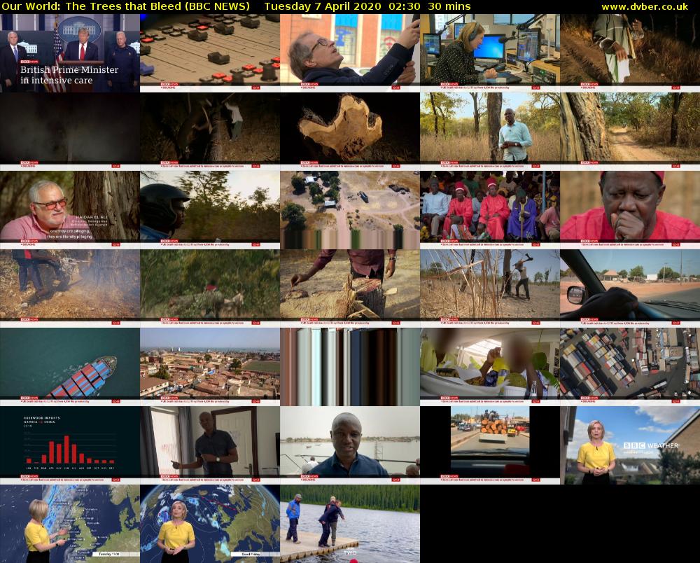 Our World: The Trees that Bleed (BBC NEWS) Tuesday 7 April 2020 02:30 - 03:00