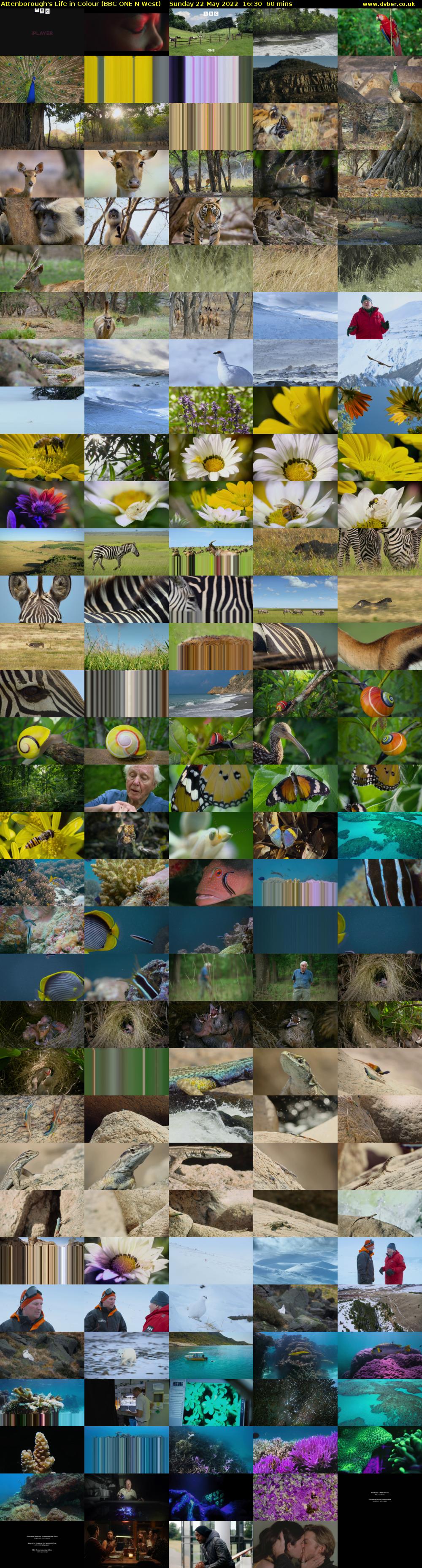 Attenborough's Life in Colour (BBC ONE N West) Sunday 22 May 2022 16:30 - 17:30
