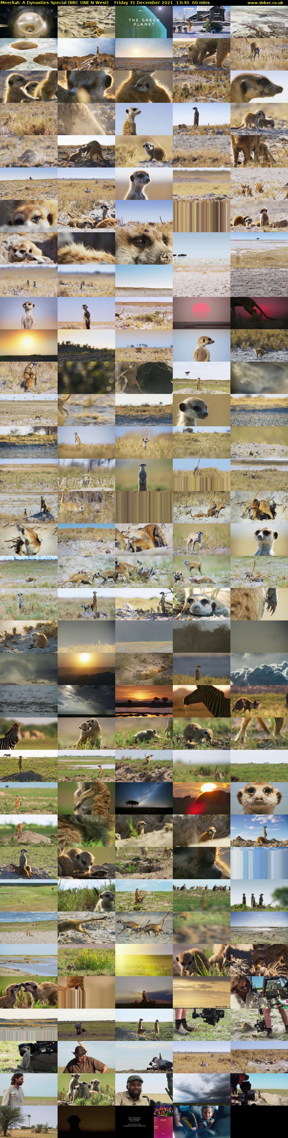 Meerkat: A Dynasties Special (BBC ONE N West) Friday 31 December 2021 13:40 - 14:40