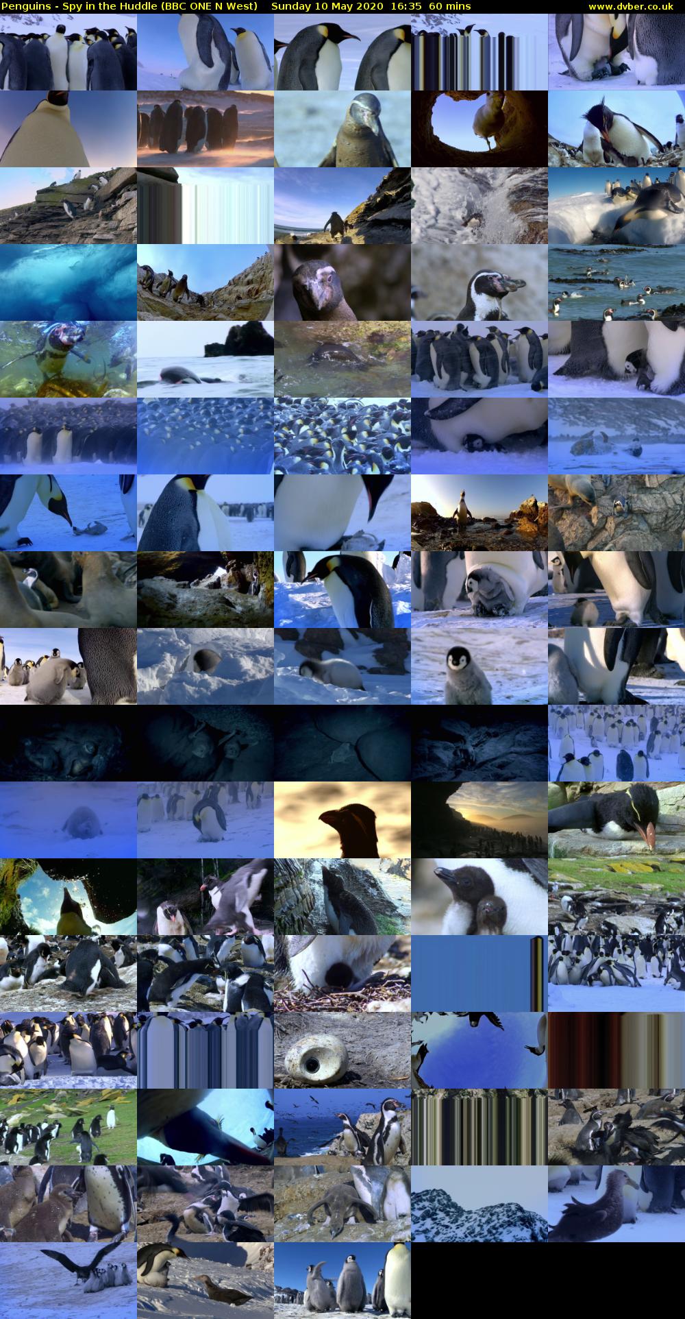 Penguins - Spy in the Huddle (BBC ONE N West) Sunday 10 May 2020 16:35 - 17:35