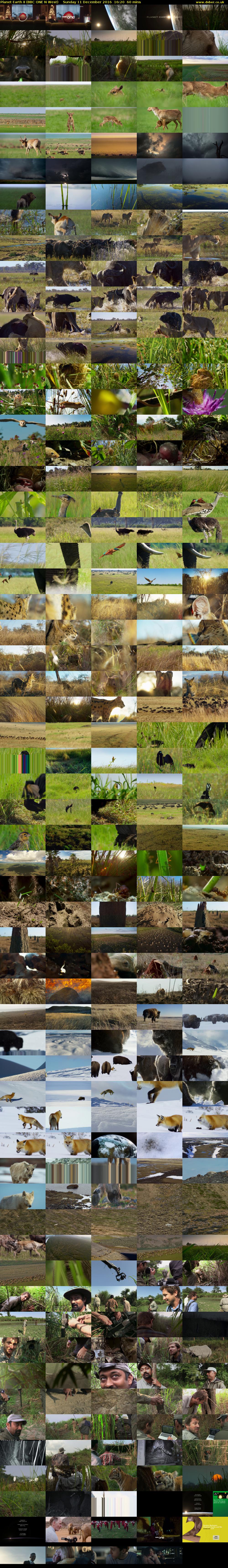 Planet Earth II (BBC ONE N West) Sunday 11 December 2016 16:20 - 17:20