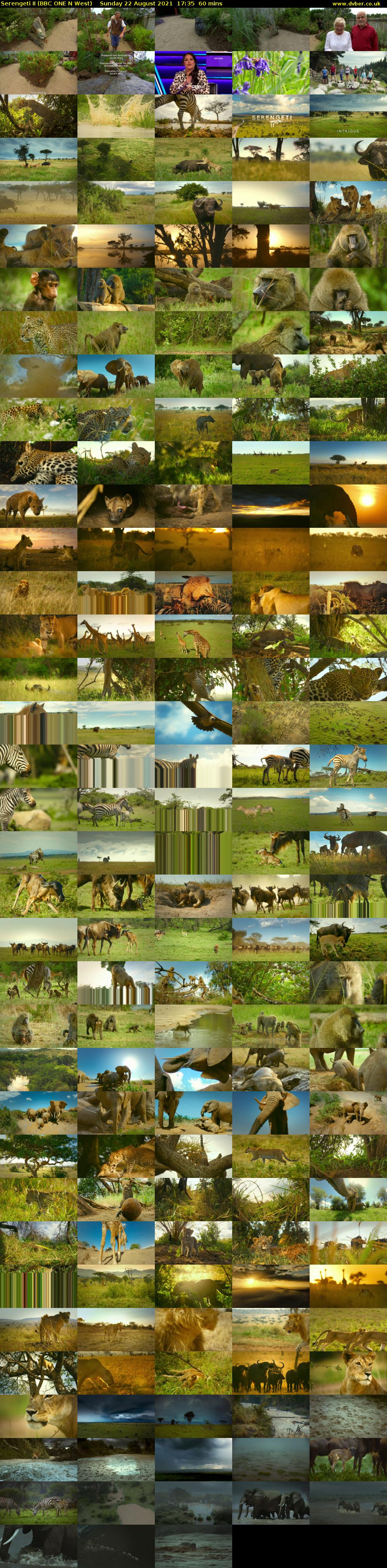 Serengeti II (BBC ONE N West) Sunday 22 August 2021 17:35 - 18:35