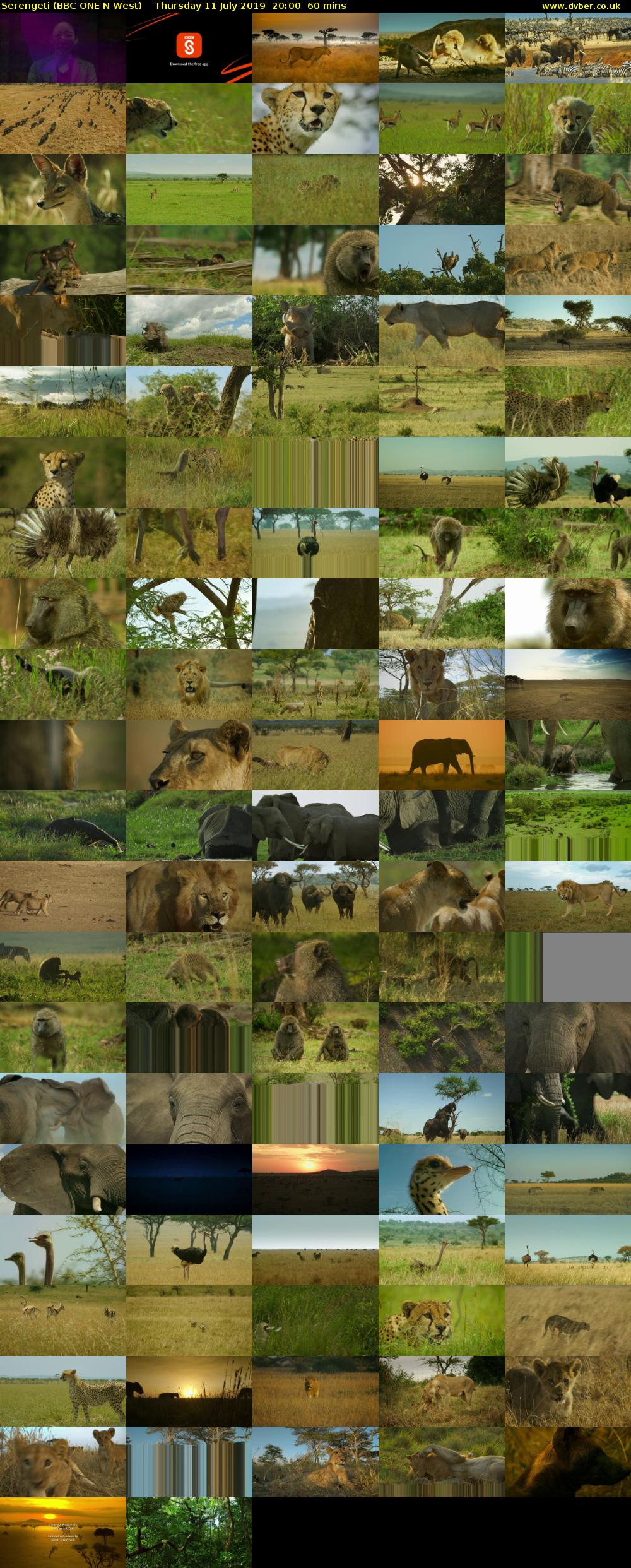 Serengeti (BBC ONE N West) Thursday 11 July 2019 20:00 - 21:00