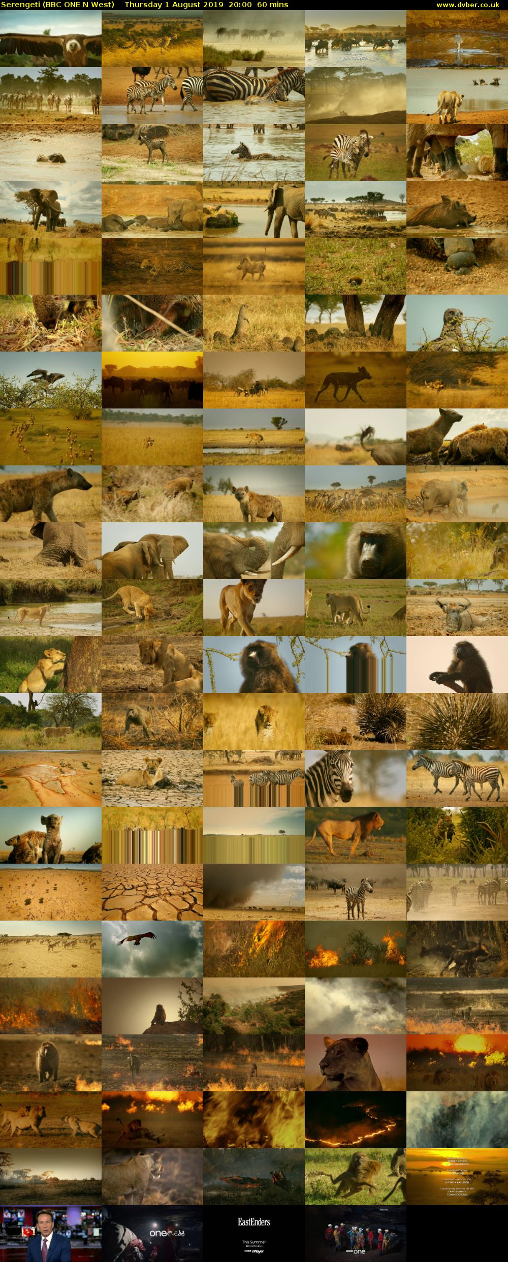 Serengeti (BBC ONE N West) Thursday 1 August 2019 20:00 - 21:00
