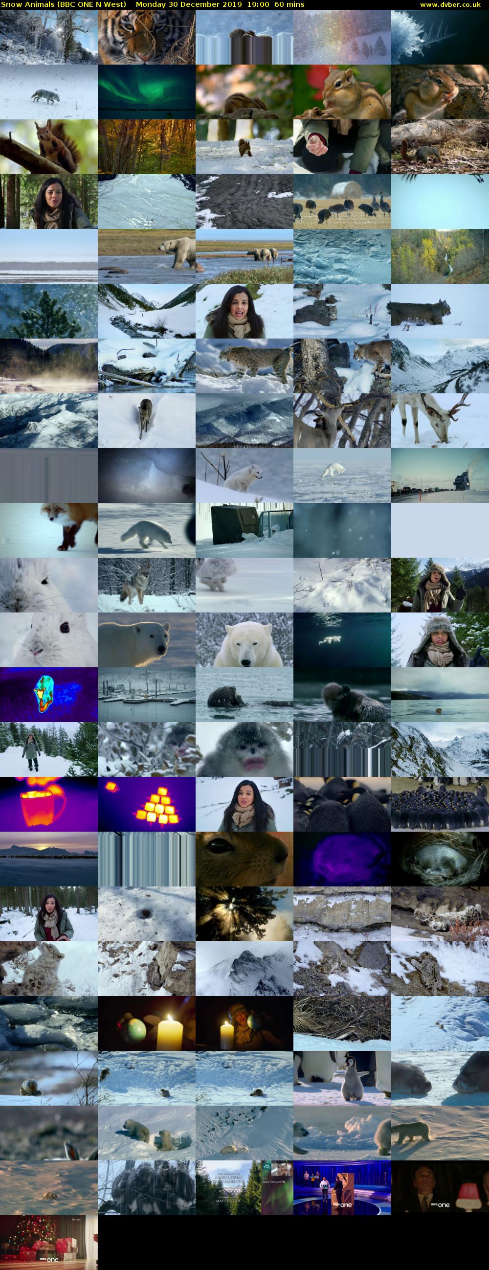 Snow Animals (BBC ONE N West) Monday 30 December 2019 19:00 - 20:00