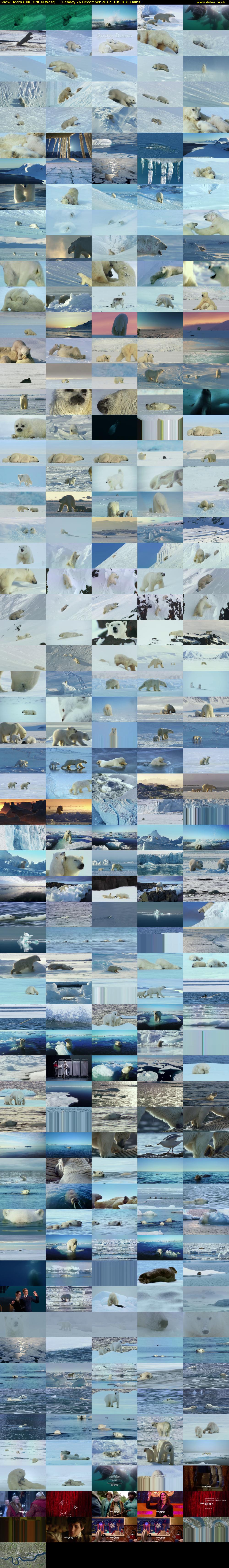Snow Bears (BBC ONE N West) Tuesday 26 December 2017 18:30 - 19:30