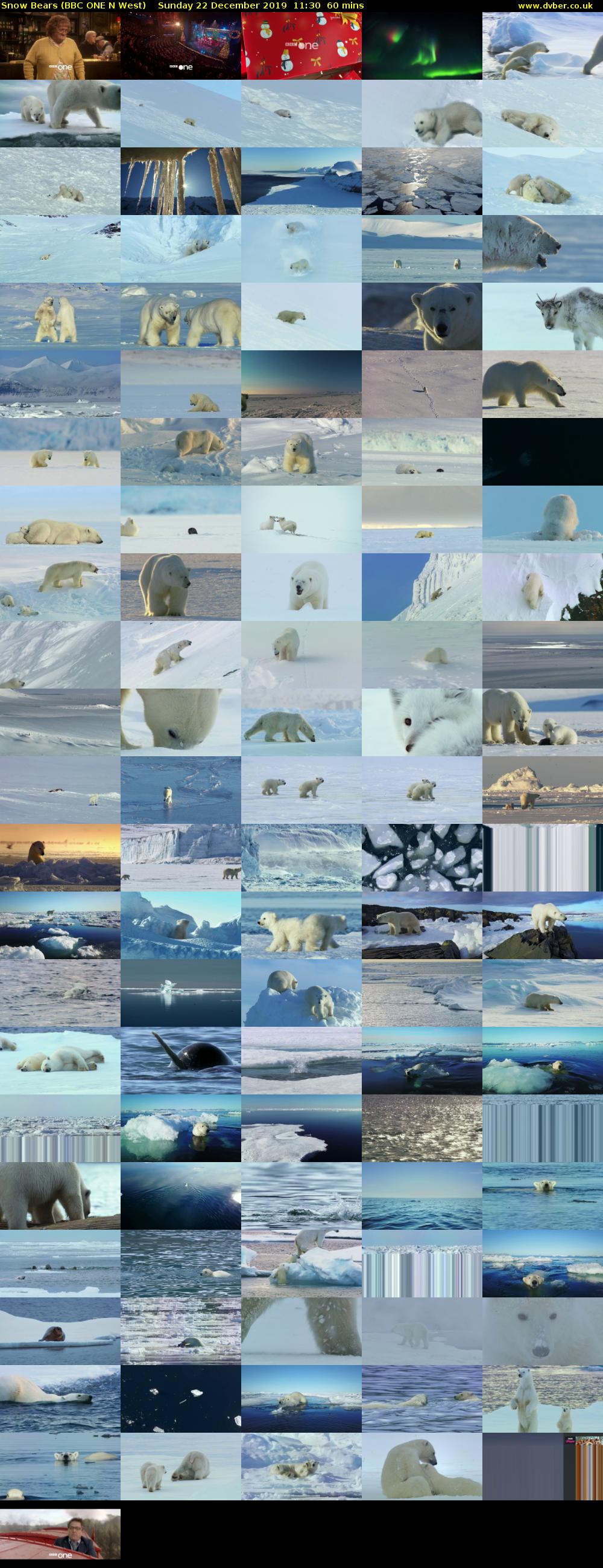Snow Bears (BBC ONE N West) Sunday 22 December 2019 11:30 - 12:30