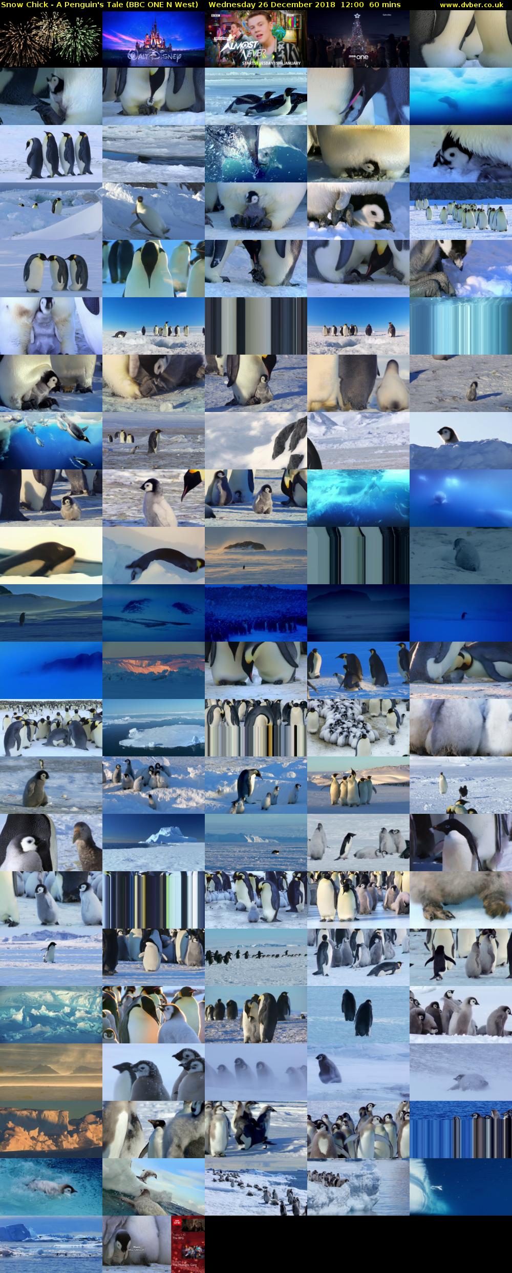 Snow Chick - A Penguin's Tale (BBC ONE N West) Wednesday 26 December 2018 12:00 - 13:00