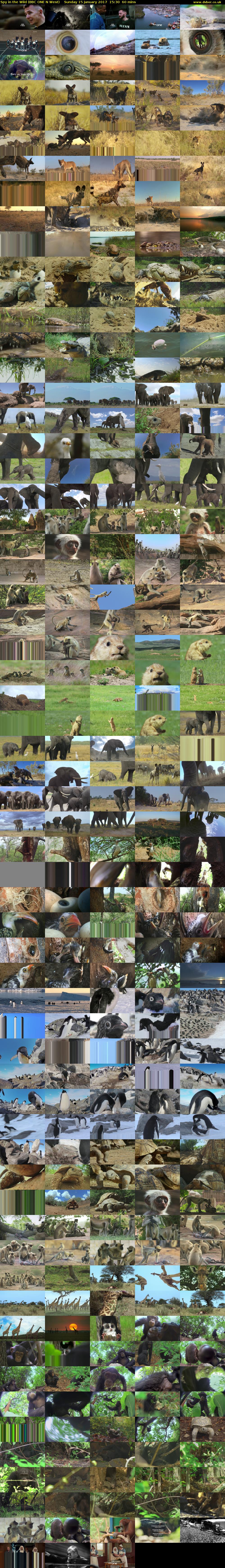 Spy in the Wild (BBC ONE N West) Sunday 15 January 2017 15:30 - 16:30