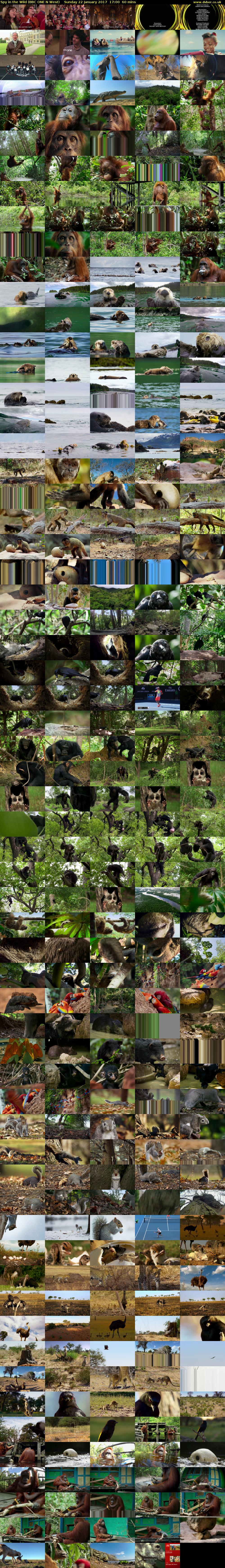 Spy in the Wild (BBC ONE N West) Sunday 22 January 2017 17:00 - 18:00