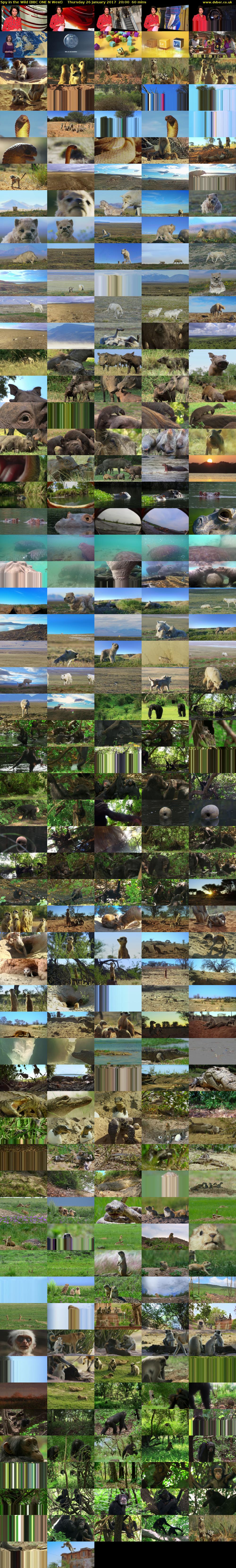 Spy in the Wild (BBC ONE N West) Thursday 26 January 2017 20:00 - 21:00