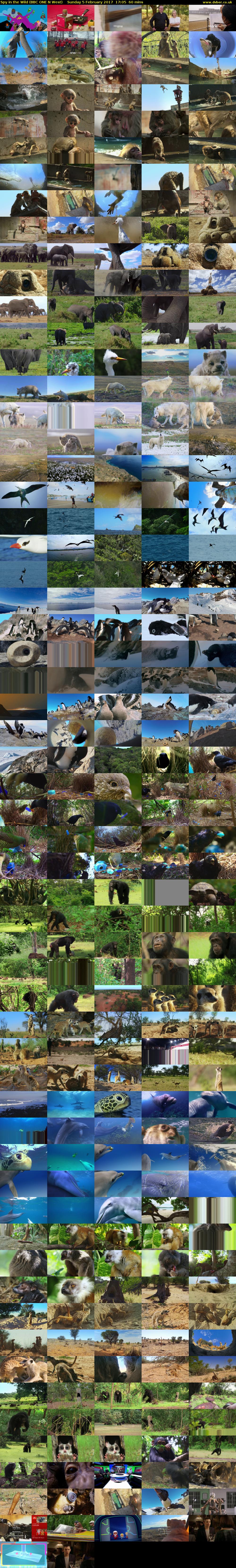Spy in the Wild (BBC ONE N West) Sunday 5 February 2017 17:05 - 18:05